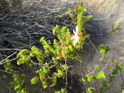 Image of Pelargonium crispum (Berg.) L'Her.