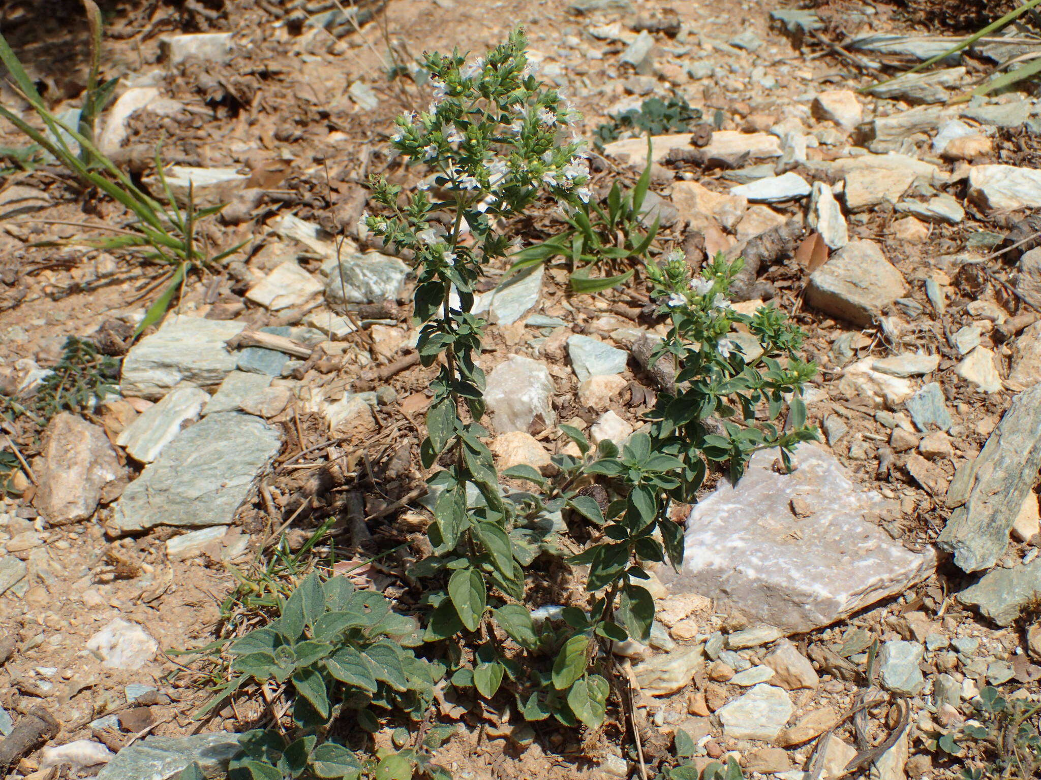 Imagem de Origanum vulgare subsp. viridulum (Martrin-Donos) Nyman