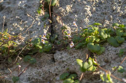 Image of Cymbalaria longipes (Boiss. & Heldr.) A. Cheval.