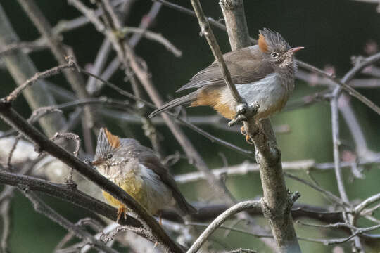 Image of Rufous-vented Yuhina