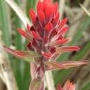 Image of Castilleja arvensis var. pastorei