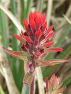 Image of Castilleja arvensis var. pastorei