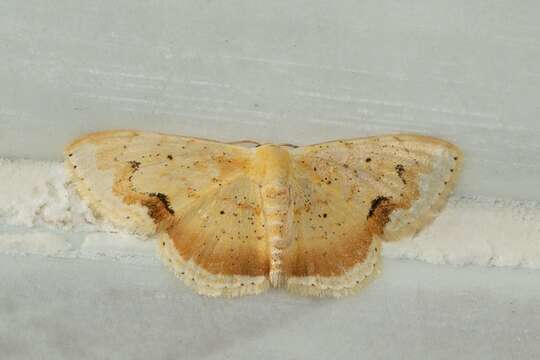 صورة Scopula flavinsolata