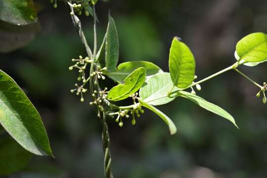 Metastelma californicum Benth.的圖片