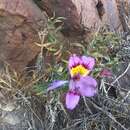 Image of Alstroemeria philippii subsp. philippii