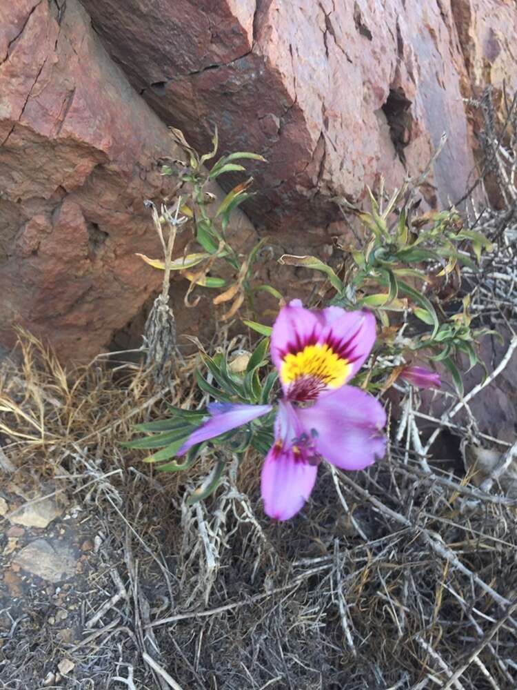 Image of Alstroemeria philippii subsp. philippii