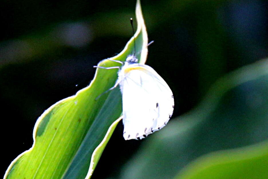 Слика од Mylothris phileris (Boisduval 1933)