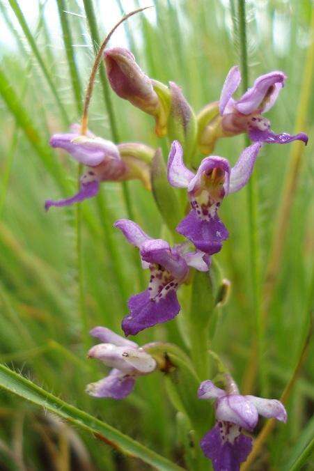 Image de Brachycorythis tenuior Rchb. fil.