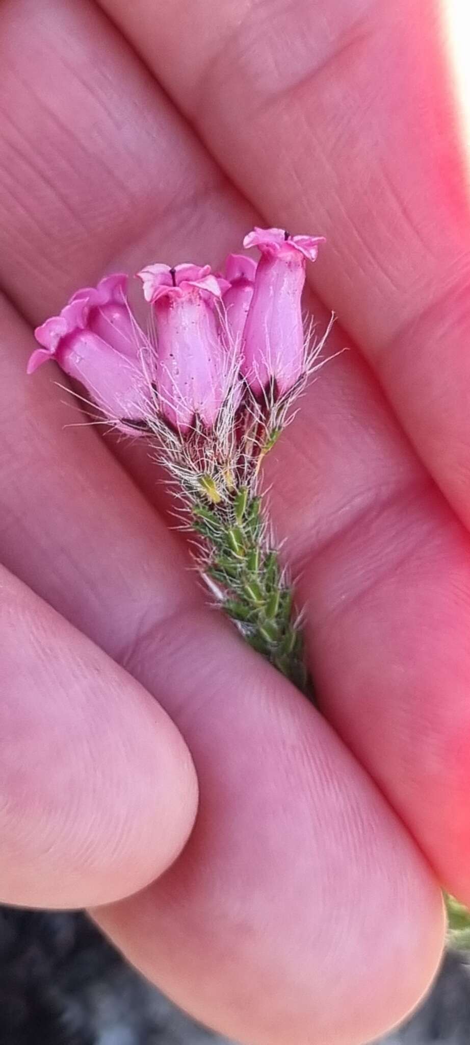 Image of Erica gysbertii var. gysbertii