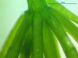 Image of Fragile Stonewort