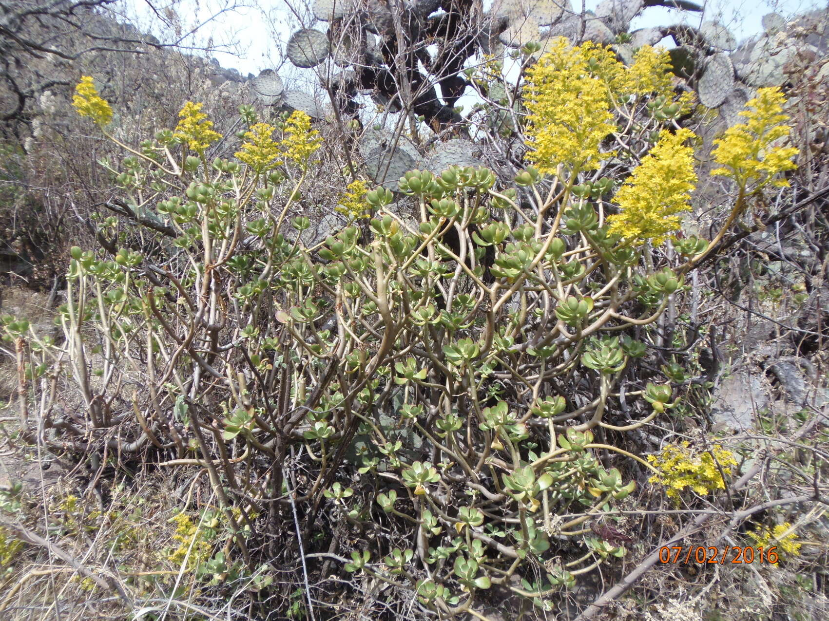 Image of tree stonecrop