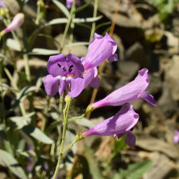 Слика од Penstemon sepalulus A. Nels.