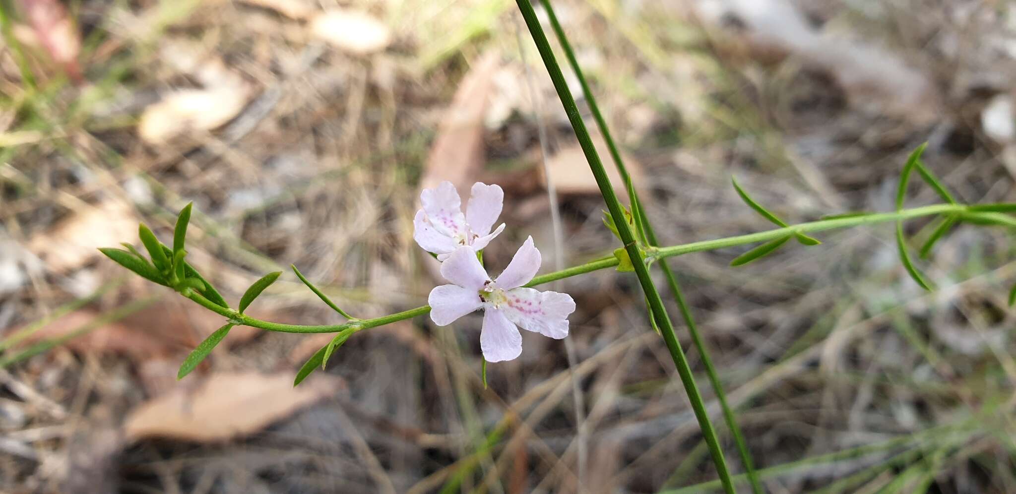 Image de Westringia tenuicaulis C. T. White & W. D. Francis