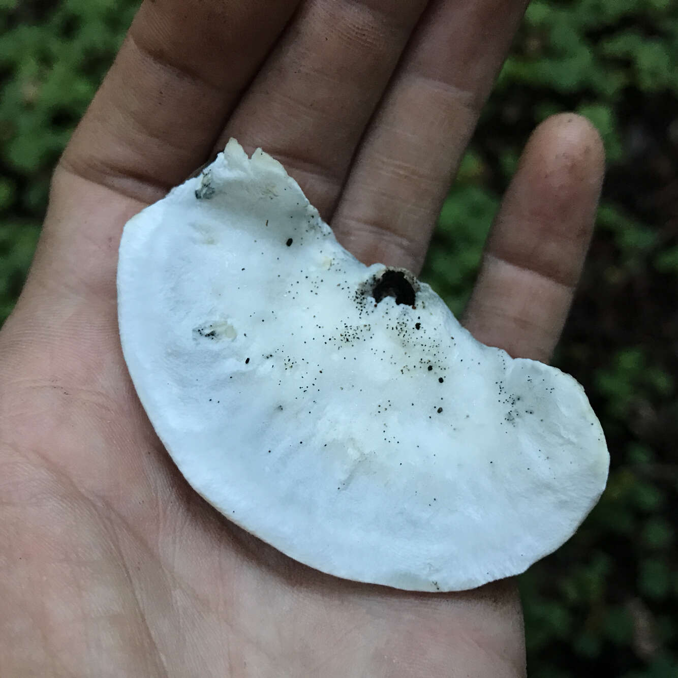 Image de Polypore bleuté