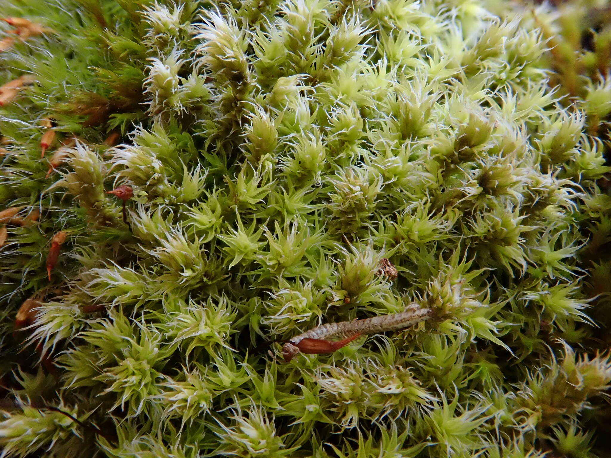 Image of racomitrium moss