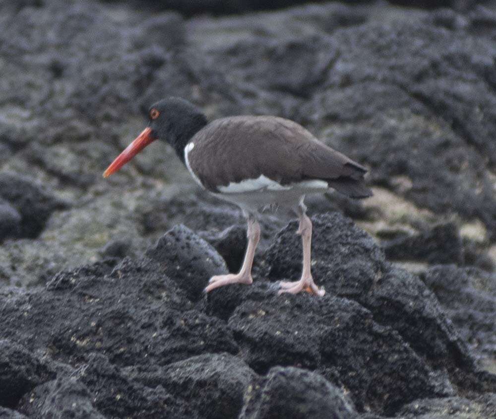 Image of Haematopus palliatus galapagensis Ridgway 1886