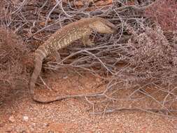 Image of White-throated Monitor