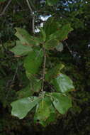 Image of Craven oak