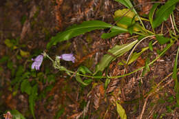 Image of Rattan's beardtongue