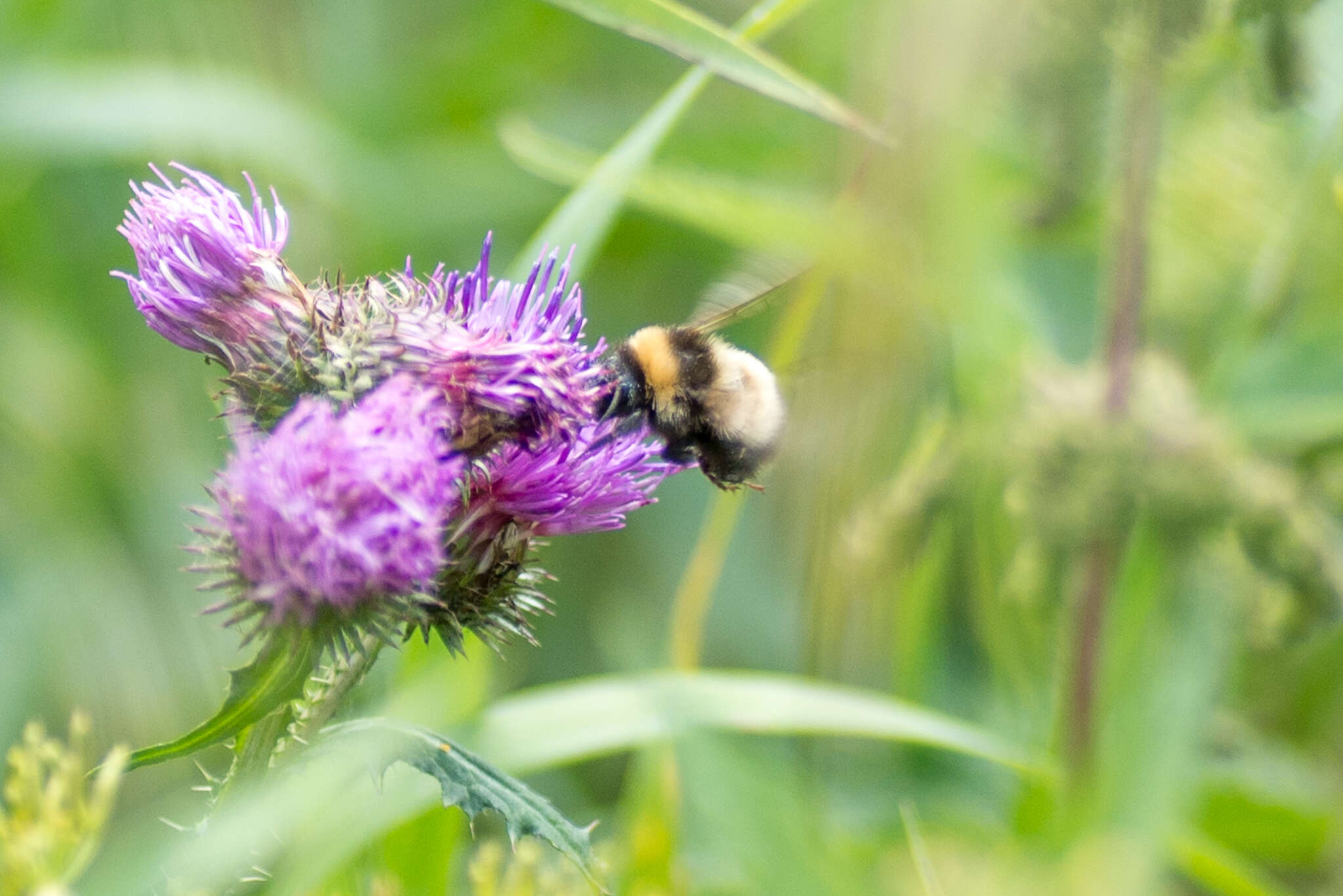 Image of Bombus sporadicus Nylander 1848