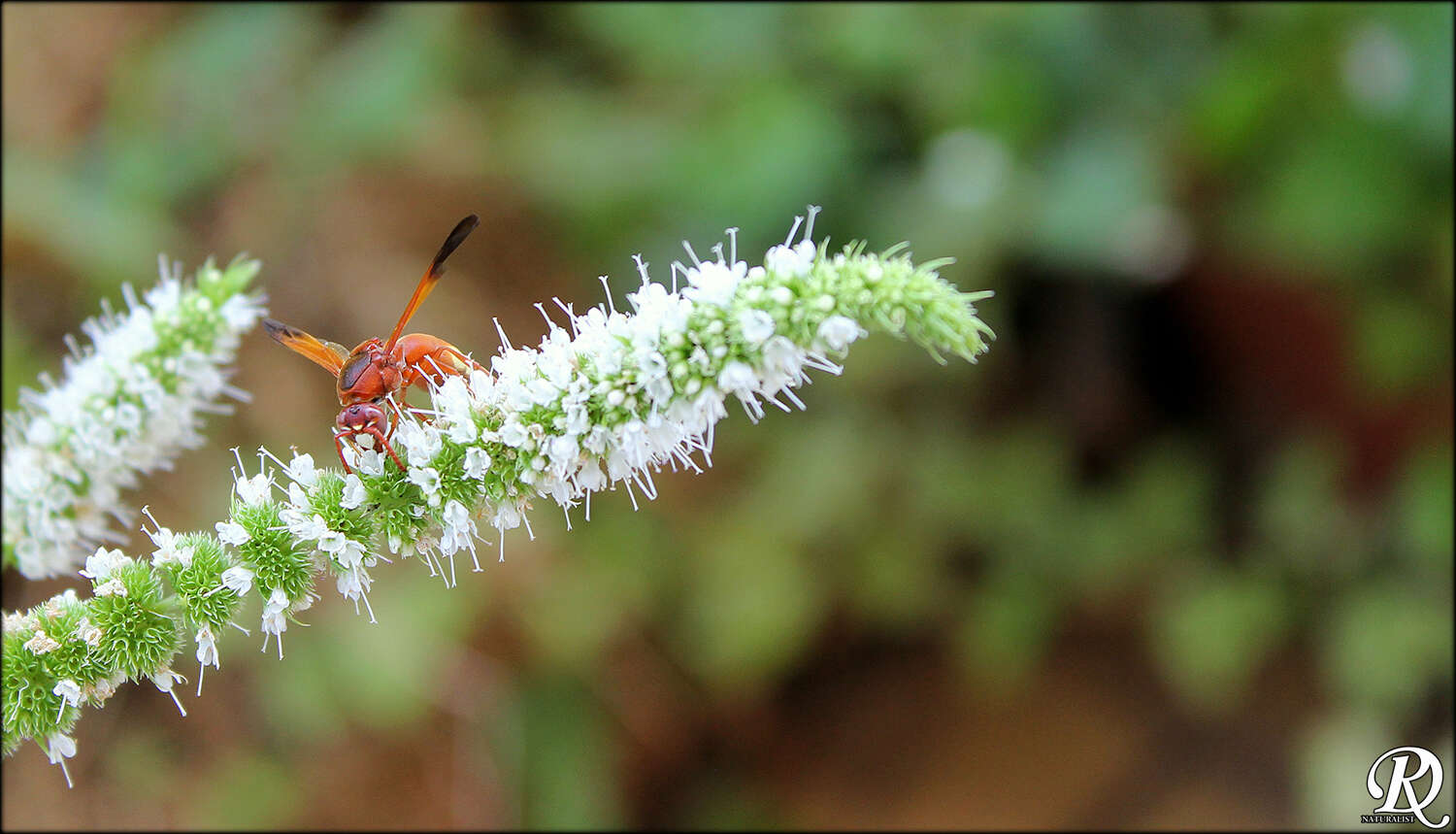 Imagem de Rhynchium oculatum oculatum