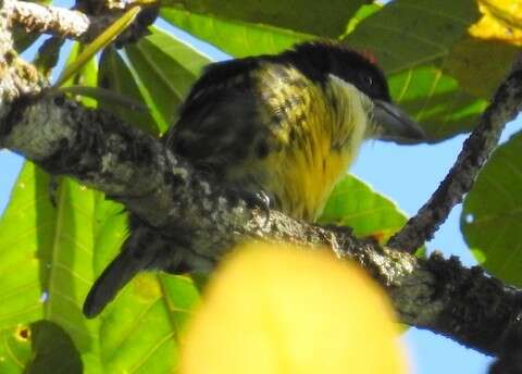 Image of Five-colored Barbet