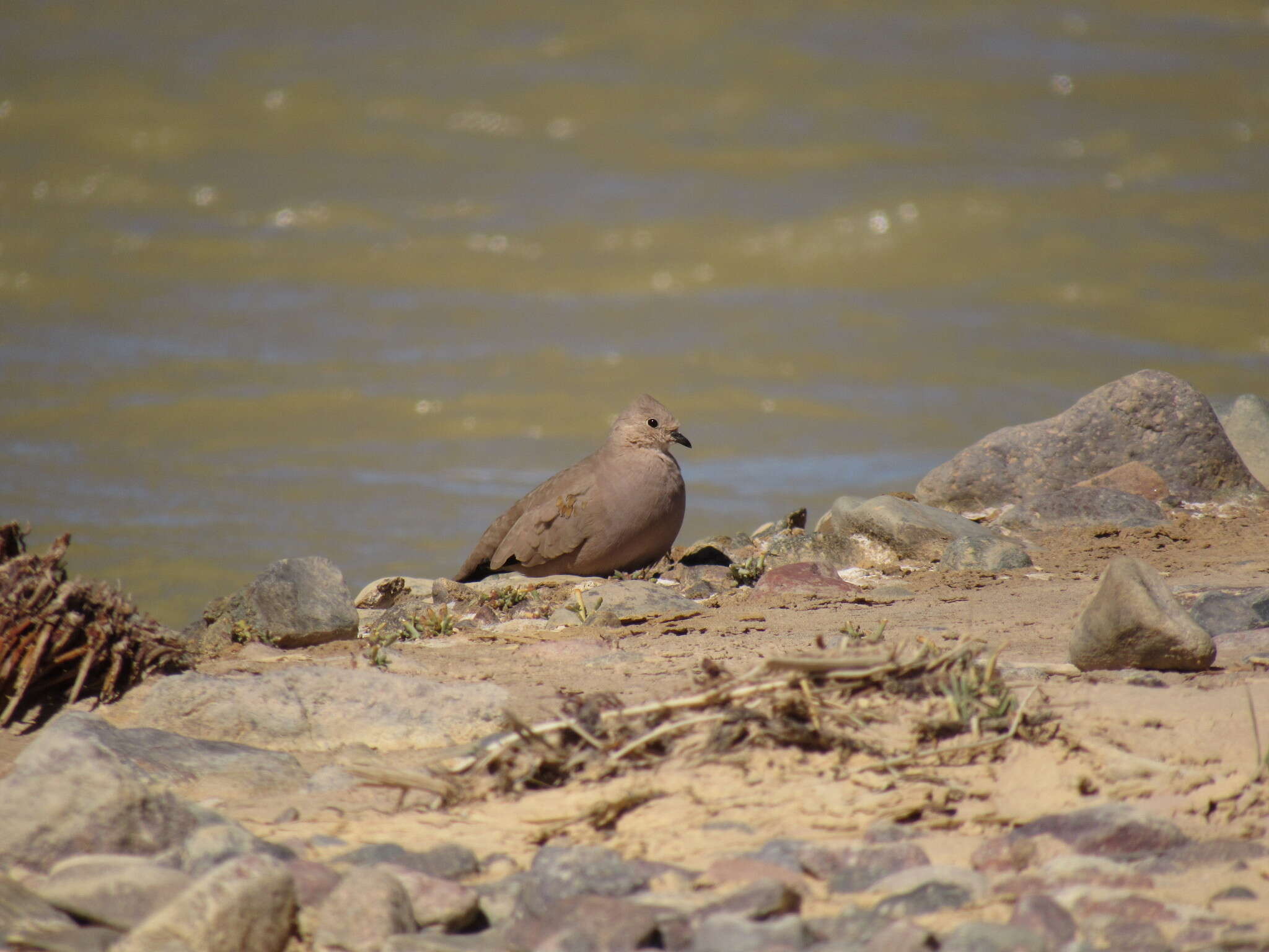 Image of Golden-spotted Ground Dove