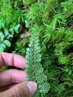 Слика од Athyrium nakanoi Mak.