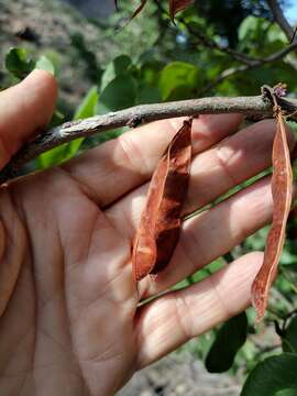 Image of <i>Cercis orbiculata</i>