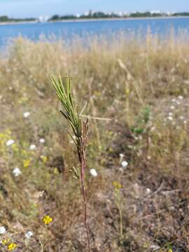 Image of Erysimum virgatum Roth