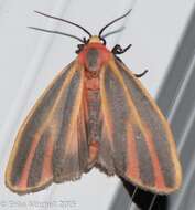 Image of Painted Lichen Moth