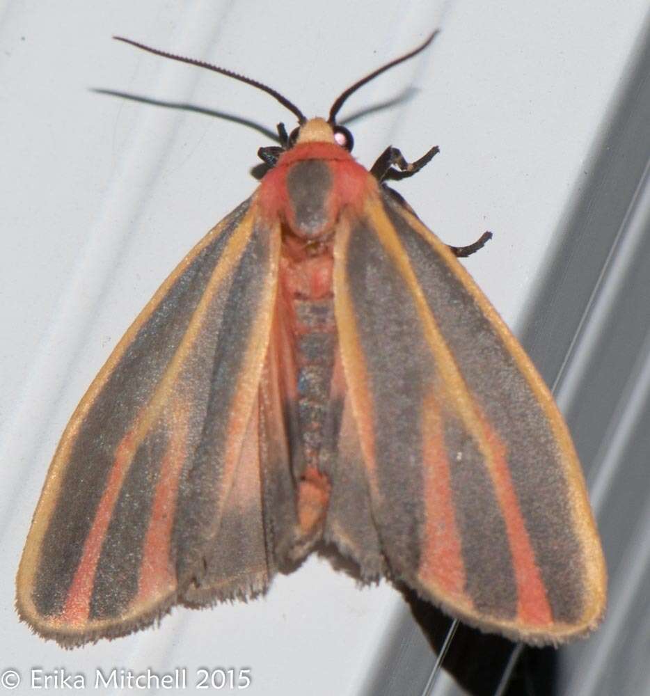 Image of Painted Lichen Moth