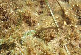 Image of Spotted Pipefish