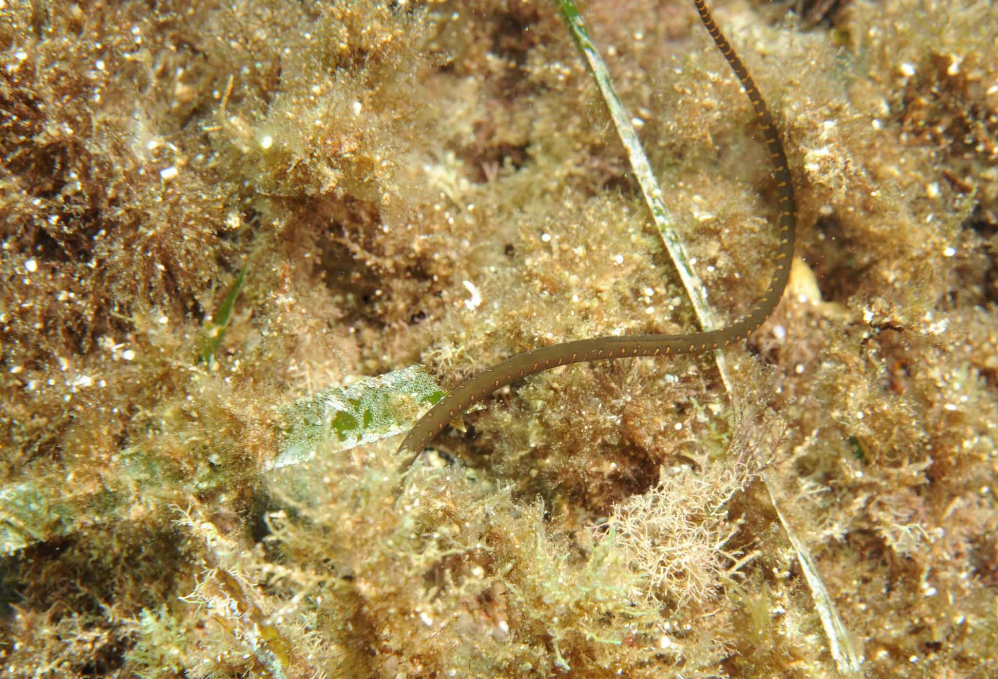 Image of Spotted Pipefish