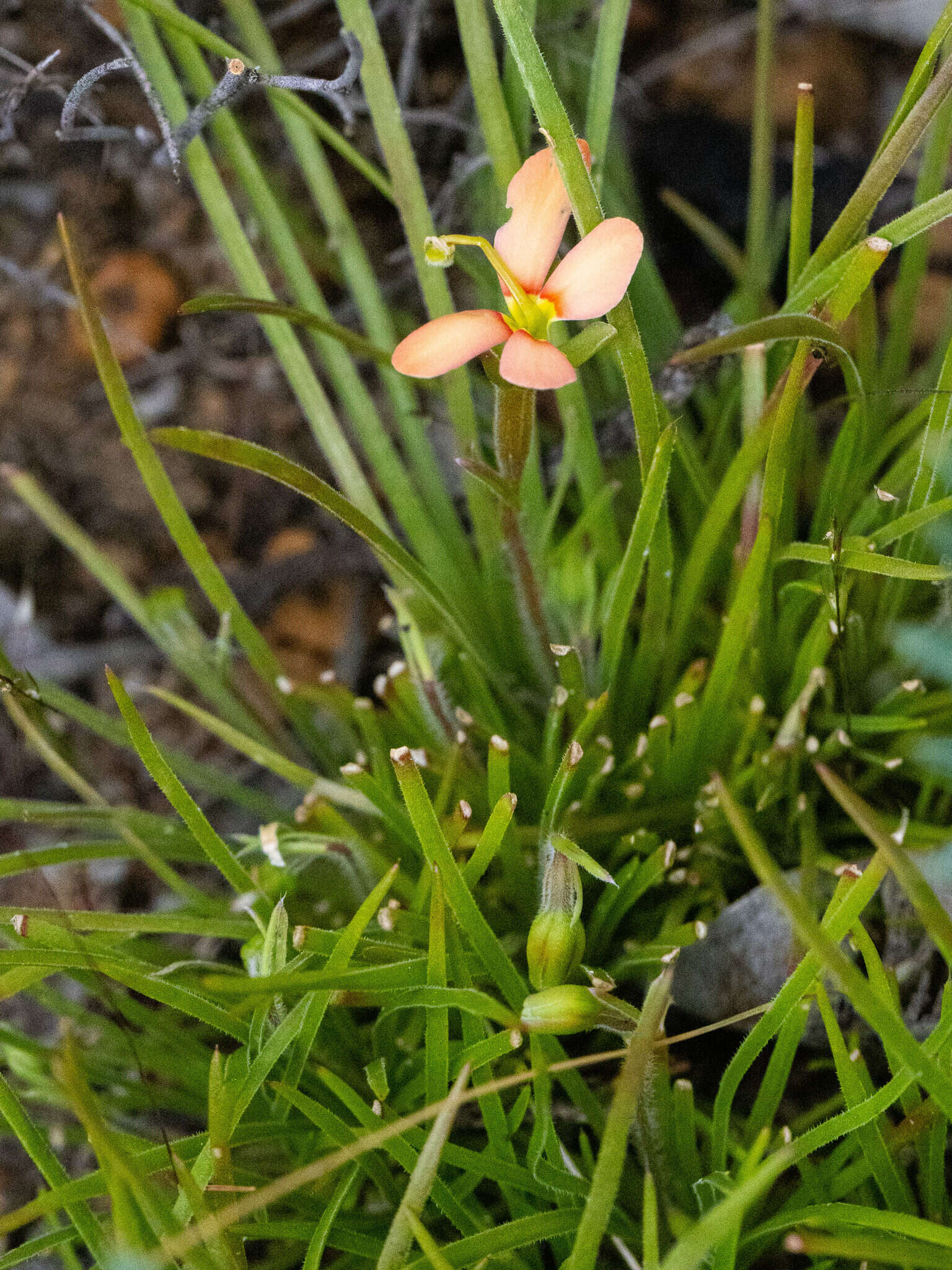 Image of Stylidium uniflorum subsp. uniflorum