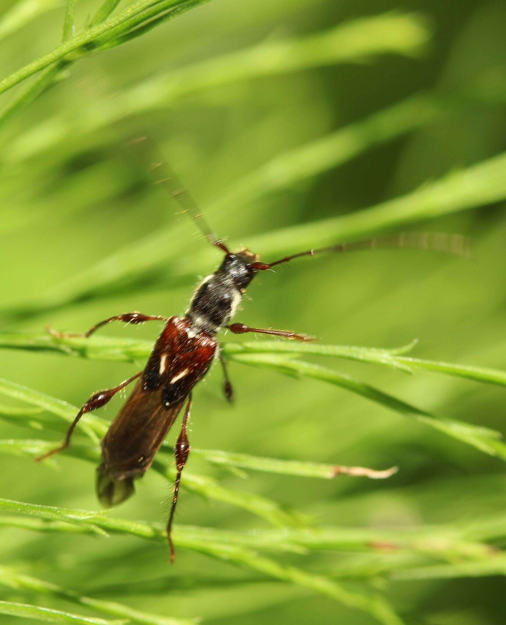 Image of Spruce Shortwing Beetle