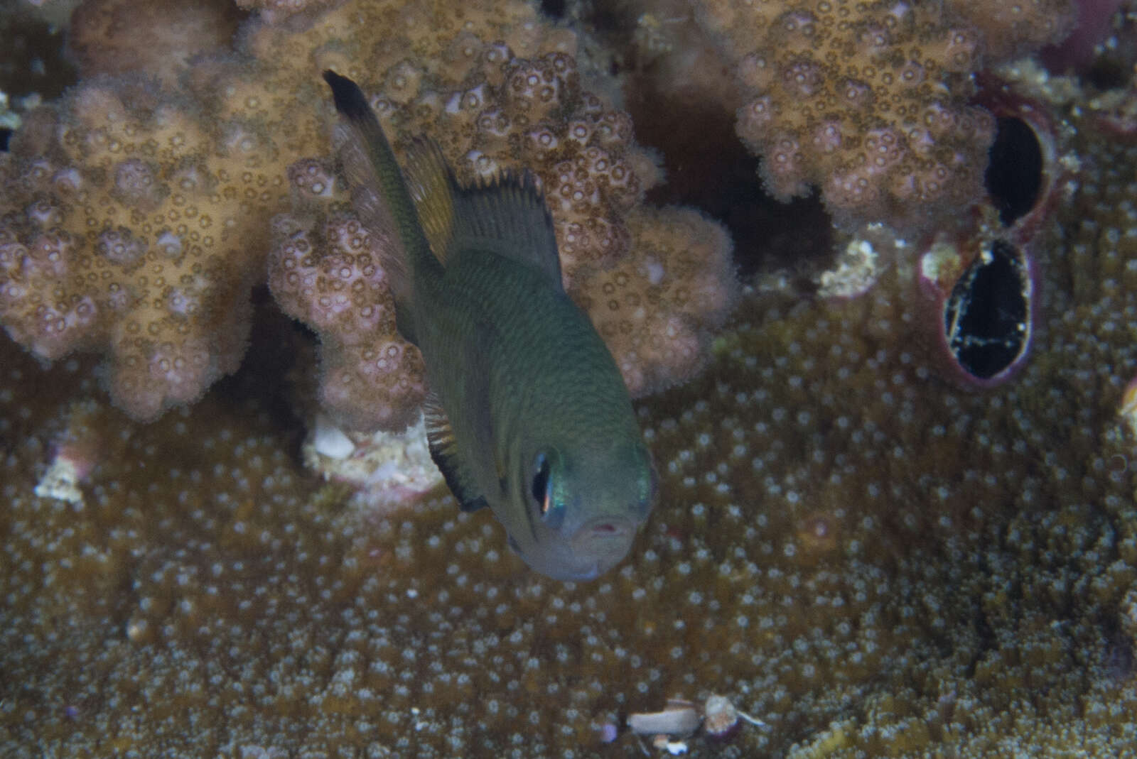 Image de Chromis weberi Fowler & Bean 1928