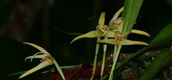 Image of Maxillaria weberbaueri Schltr.