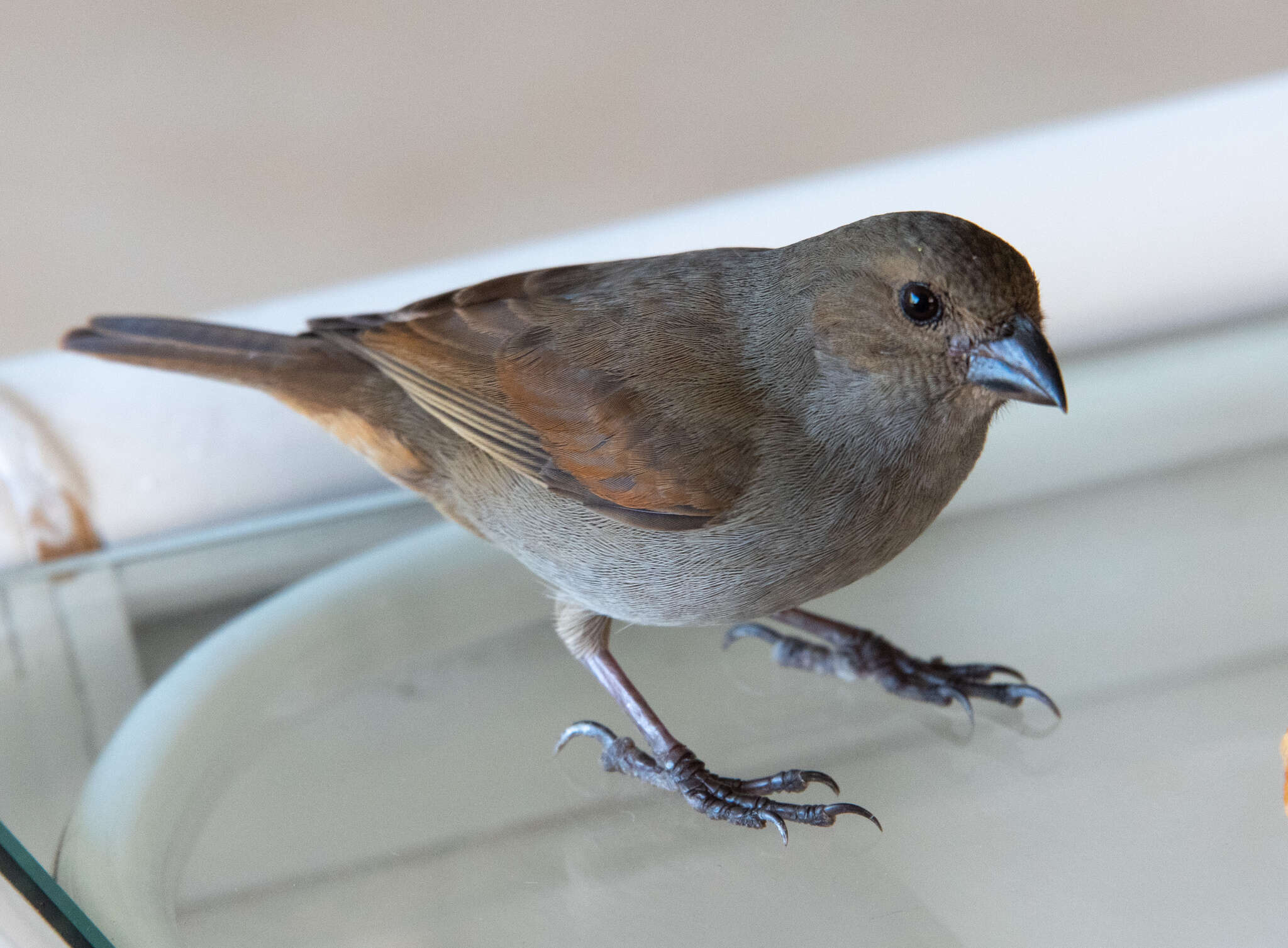 Image of Barbados Bullfinch