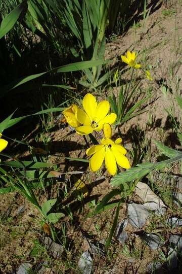 Image of Sparaxis grandiflora subsp. acutiloba Goldblatt