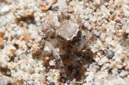 Image of Habronattus ustulatus (Griswold 1979)