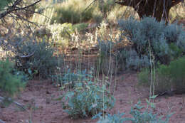 Image of Palmer's penstemon