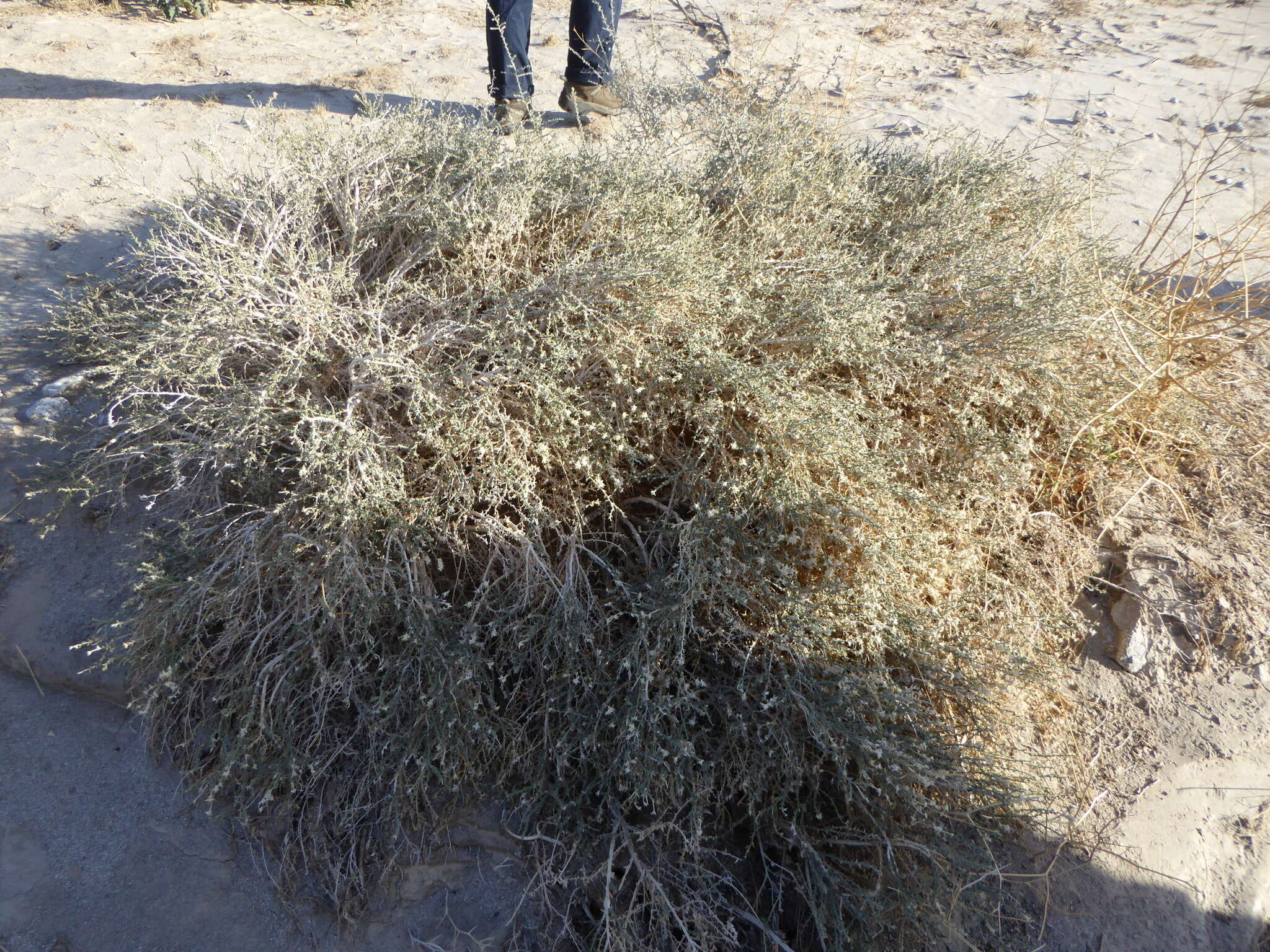 Image of Thurber's sandpaper plant