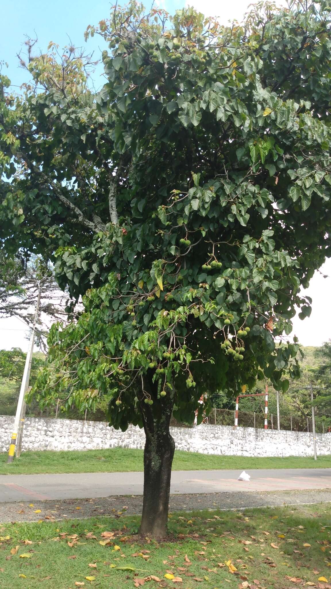 صورة Reutealis trisperma (Blanco) Airy Shaw