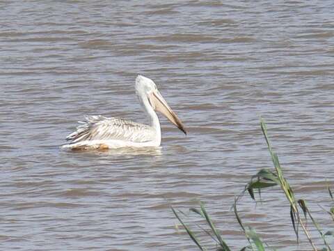 Image of Pink-backed Pelican