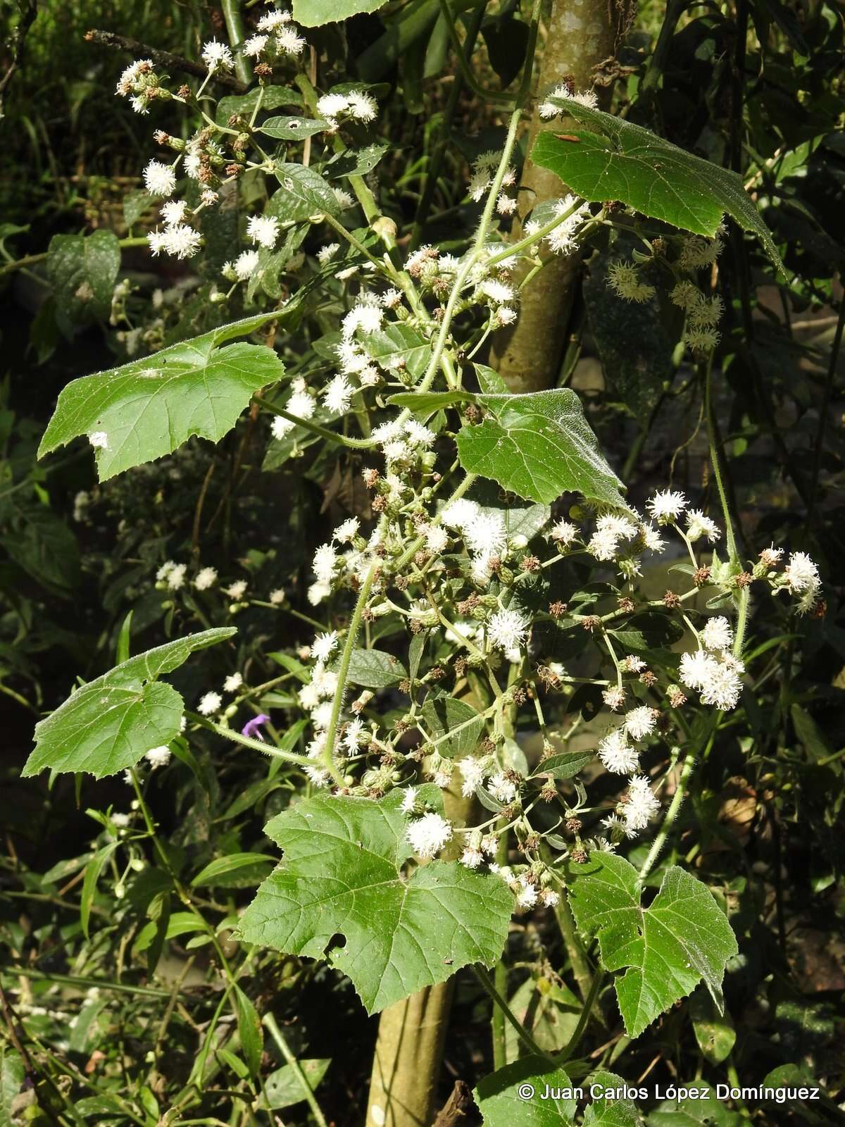 Plancia ëd Lepidaploa tortuosa (L.) H. Rob.