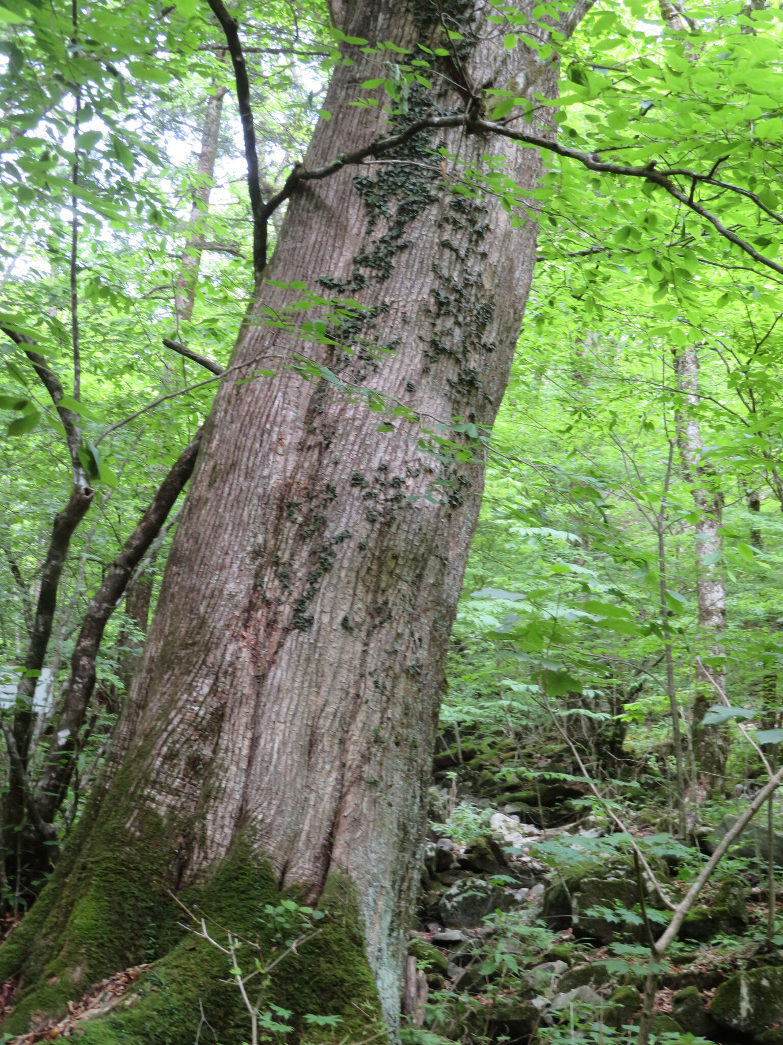 Image of Fraxinus platypoda Oliv.