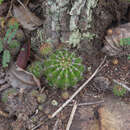 Image of Echinopsis calochlora K. Schum.