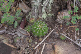 Echinopsis calochlora K. Schum. resmi