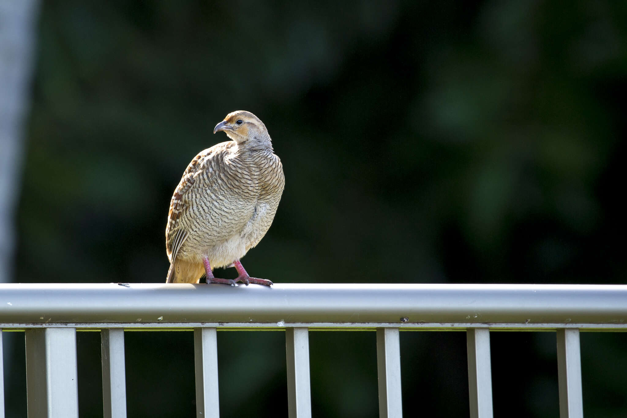 Image of Grey Francolin